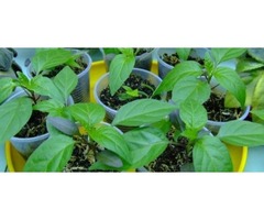 «БиоГрунт» - доставка растительных удобрений. Успей купить по прошлогодней цене! | dobob.org - 1