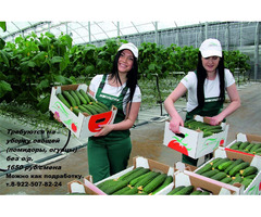 Работники на уборку овощей в теплицы | dobob.org - 1