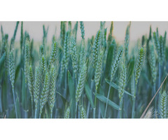Семена озимой пшеницы Алексиеч, Гром, Классика, Стиль-18, Школа и др. | dobob.org - 1